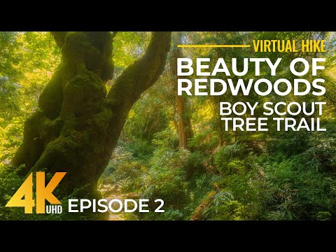 4K Hike in Redwoods - Dreamy Forest Walk on Fern Falls via Boy Scout Tree Trail + Ambient Music - #2
