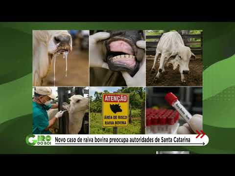 RAIVA BOVINA: SANTA CATARINA REGISTRA 27 MORTES DE ANIMAIS PELA DOENÇA EM 2026