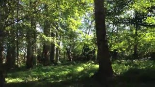 The Soft Hills - Midnight Thieves