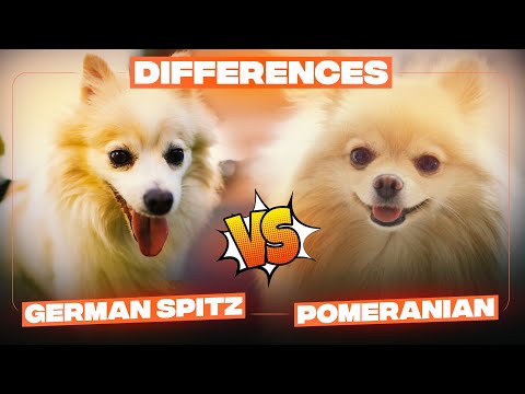 Pomeranian vs German Spitz Difference – Which one is a better dog breed for you?