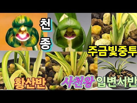 유튜브 썸네일