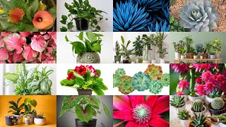 100 Beautiful Indoor Plants That Will Make Your Home AMAZING