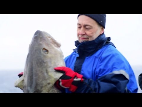 Skrei: Norway’s jewel of the sea