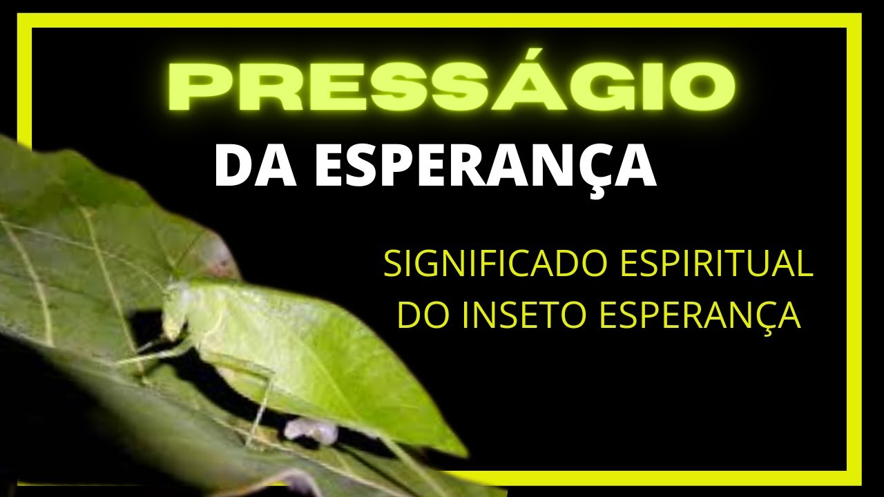 SIGNIFICADO ESPIRITUAL Do inseto esperança - presságio da esperança