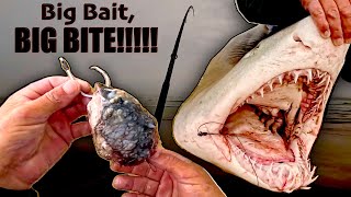 Download lagu FISHING FOR RAGGED TOOTH SHARKS IN COLD WATER. COLD AND RAINY FISHING DAY! BIG MALE SHARK! mp3
