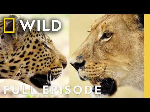 Clash of Queens: Lion vs. Leopard | Savage Kingdom Compilation | Nat Geo Animals