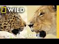 Clash Of Queens Lion Vs Leopard Savage Kingdom Compilation Nat Geo Animals