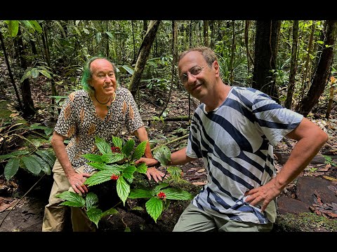 FIELD TRIP WITH PATRICK BLANC IN SOUTHWEST PAPUA - MALAGUFUK LOWLAND RAINFOREST