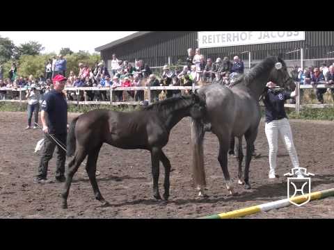 NF093 Hengstfohlen von Kannan   Casall   Cassini I Apple Geräte HD Höchste Qualität