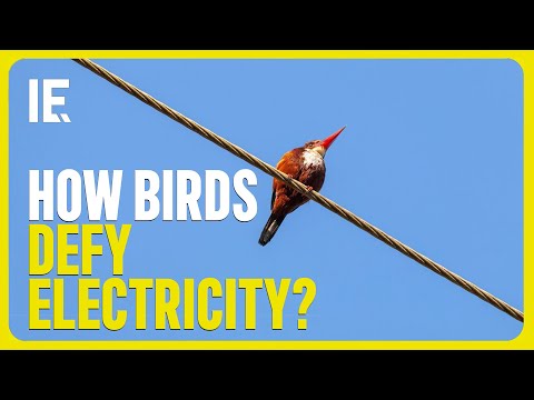 Why don't birds get electrocuted on power lines?