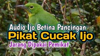 Download lagu SUARA PIKAT BURUNG CUCAK IJO | BORNEO❗ mp3