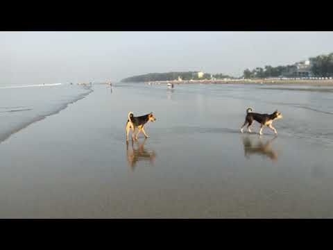 Dog fight in sea - Cox Bazar