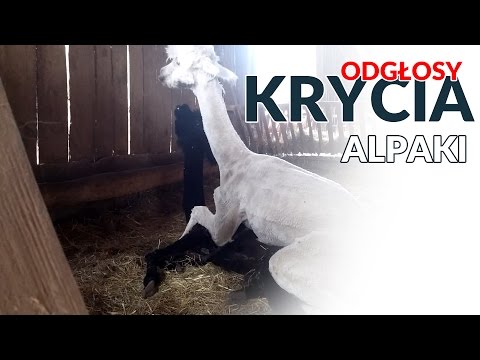 Odgłosy jakie można usłyszeć podczas krycia alpaki