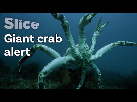 image-Why are king crabs so expensive?
