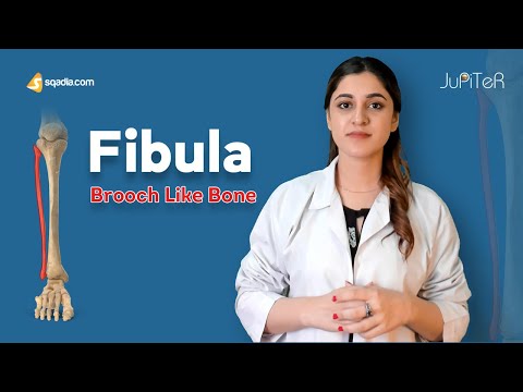 Fibula | Bone Anatomy | Lower Limb | Skeletal System | V-Learning™ | sqadia.com