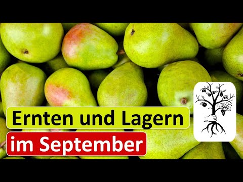 Obstgarten im September - Äpfel und Birnen richtig ernten und lagern