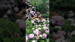 The Flower Princess of CatCat Village, Sapa, Vietnam #shorts #catcatvillage