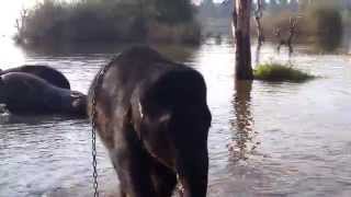 preview picture of video 'Elephant's daily bath at Sakrebail, Shimoga'