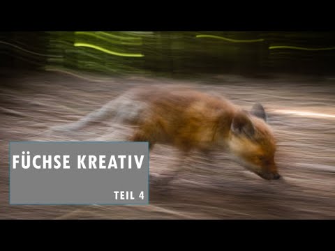 VLOG - Bei den Füchsen Teil 4