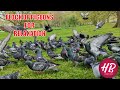 Nature for Relaxation - Flock of Pigeons