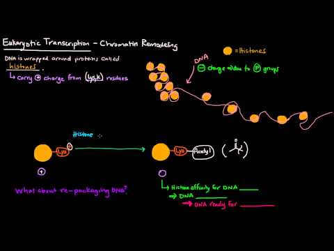 Chromatin Remodeling in Eukaryotes