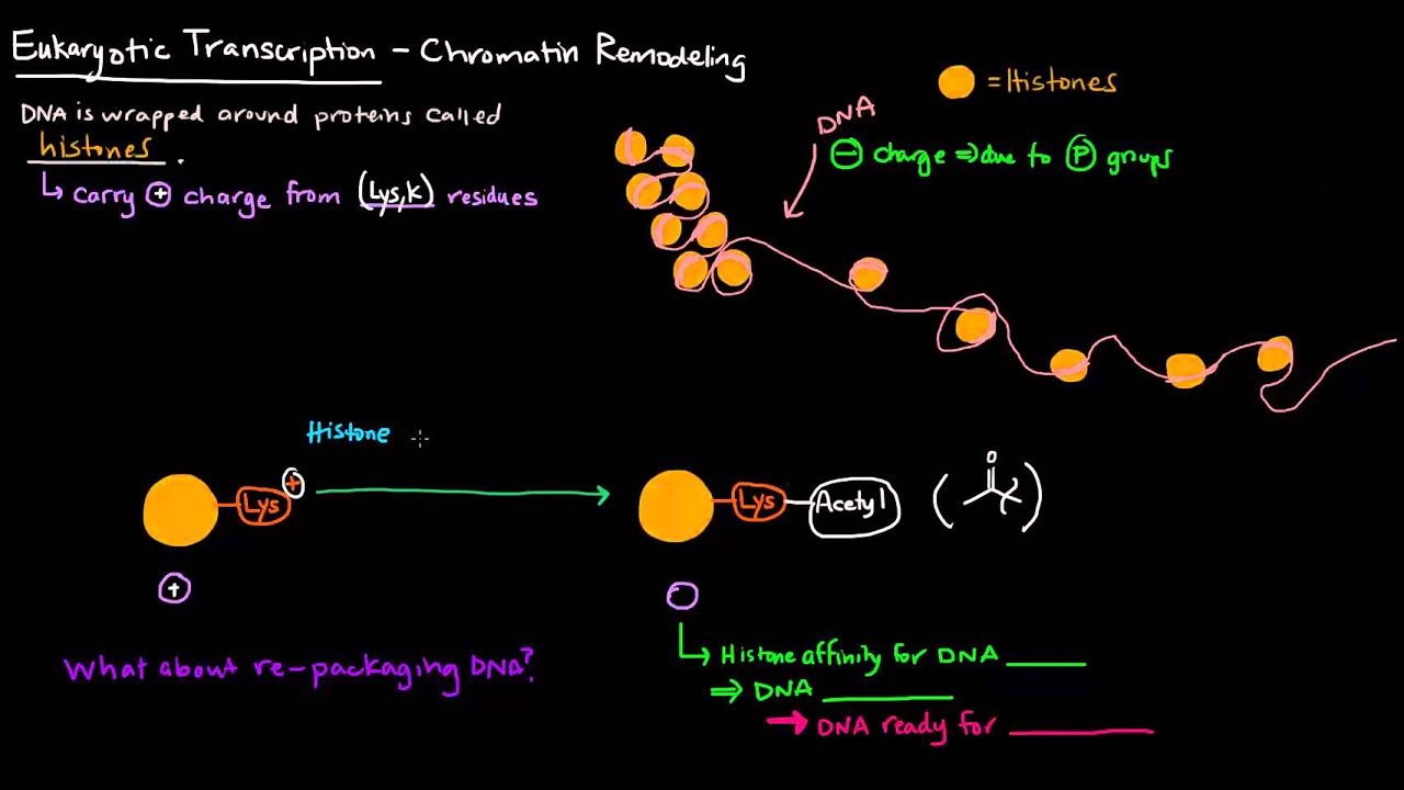 Chromatin Remodeling in Eukaryotes