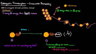 Chromatin Remodeling in Eukaryotes