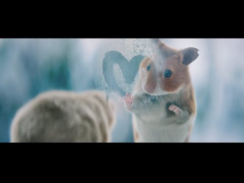 Albert Heijn | The smallest ‘big love’ story of the year