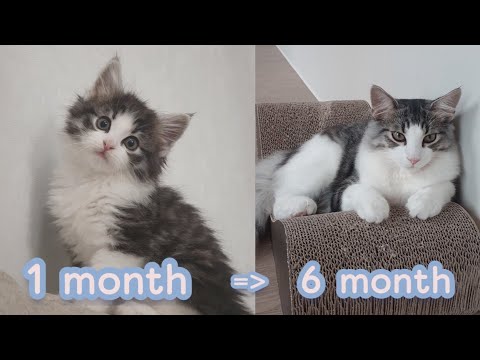 아기고양이 6개월간의 성장과정 Norwegian forest cat growing up