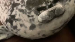 Dumb seal dies in real life (NOT CLICKBAIT)