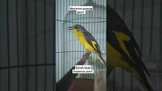 Download lagu burung mantenan gunung gacor #kicaumanianusantara #mantenangunung #shortvideo mp3