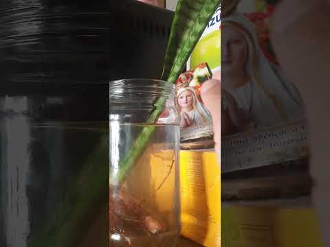 Espada de São Jorge tava jogada no chão da rua tadinha! #espadadesaojorge #resgate #plantinha