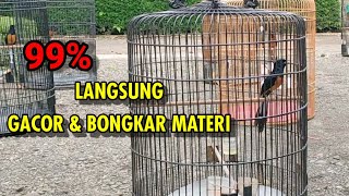 Download lagu TES MENTAL MURAI BATU ANTI STREES❗Otomotis murai batu langsung emosi dan bongkar materi mp3