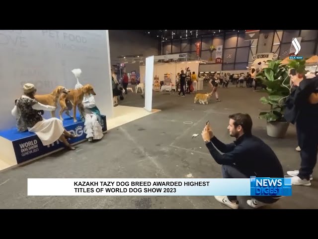 Қазақтың қос тазысы әлем чемпионатында жеңімпаз атанды