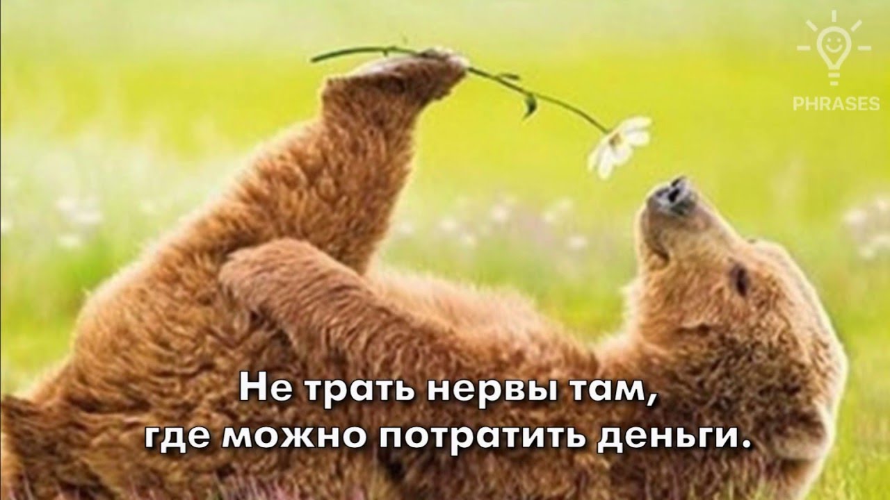 Смешные фразы картинки фото, днем рождения