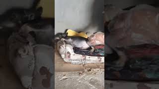 Download lagu Mereka ini bandel ugel ugel haha #dog #anjing mp3