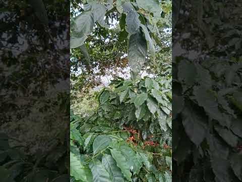 café y belleza en las montañas de Rodeo pInal Gracias Lempira Honduras Agroturismo Paradise