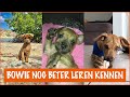 Een hond met een beperking grootbrengen! | DierenpraatTV