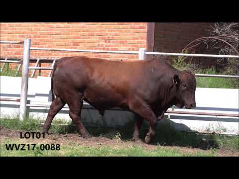 Lot01   WVZ17 0088