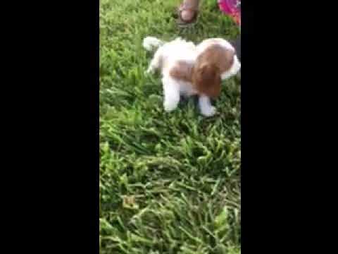 Rex - Cavalier King Charles Spaniel puppy for sale