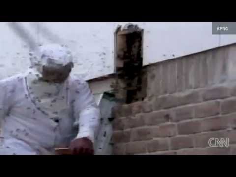 This Family Has THOUSANDS of Bees Living In Their House