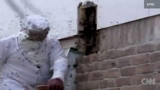 This Family Has THOUSANDS of Bees Living In Their House