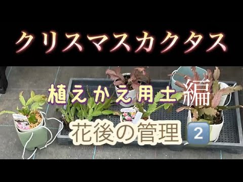 3つの重要なステップでクリスマスサボテンを復活させる方法!  庭園