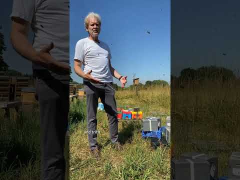 Imker-Wissen: Königinnenzucht auf Belegstellen