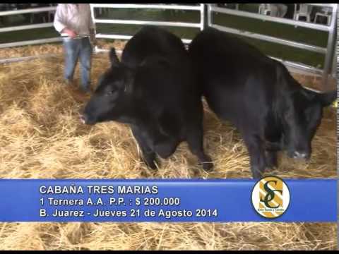 Cabaña Tres Marías - Terneras - Ganadera Azul S.R.L. - B. Juarez - 21/08/2014