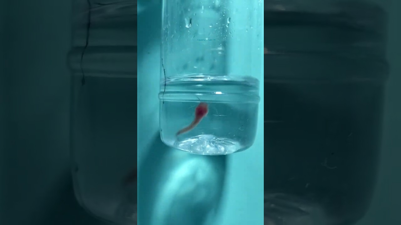 Baby Catfish || Fish Fry # #fish #Wildfish