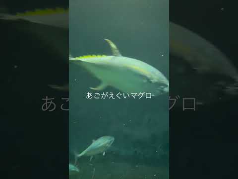 園芸 カリブ海のマグロ