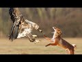 Eagles vs Fox | Don't mess with Eagles