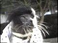 AM Northwest Clip With Bob The Weather Cat November 1991 KATU