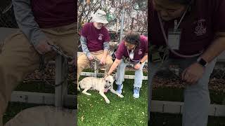 Video preview image #1 German Shepherd Dog-Unknown Mix Puppy For Sale in Pasadena, CA, USA